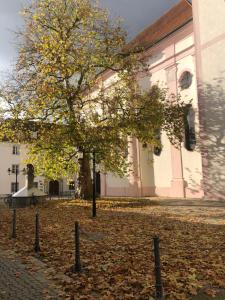un árbol frente a un edificio con hojas en el suelo en Gästehaus an der Frauenkirche, en Günzburg