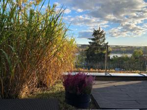 a patio with a fence and some bushes and flowers at Apartament Winnica in Toruń