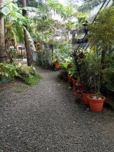 a bunch of plants in pots in a garden at Coconut Grove in Cochin