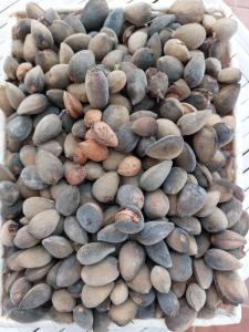 a pile of rocks sitting on a table at Arcamyrtus in Alghero