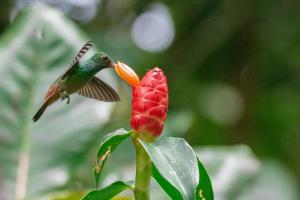 a hummingbird flying near a red flower at Hotel El Icaco Tortuguero in Tortuguero