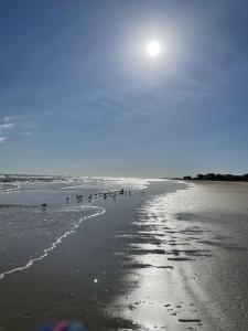 a group of birds standing on the beach at Reduced rate! The Wave of it All Tiki Bar Walk to the beach in Crystal Beach