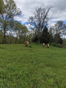 Gallery image of Tentrr Signature Site - Pastoral Paradise on 42-Acre Farm Close to NYC in Walden