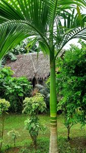 a green palm tree in front of a building at Travis Post Homestay in Siquijor