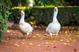 two white ducks standing on the ground at Kalinya Estate Platinum- Homestead, Lodge & Barn- up to 34 guests in Bargo