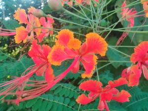 Enliven Homestay Alibag, Alibaug外面的花园