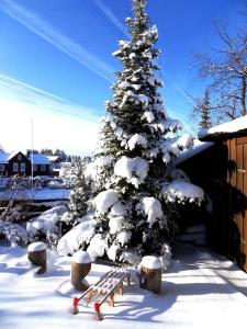 un arbre de Noël recouvert de neige avec un banc devant lui dans l'établissement Haus-Hohegeiss-freistehend-und-zentrumsnah, à Hohegeiss