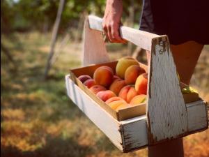 a person holding a wooden box of apples at Tentrr Signature - Hidden Acres Orchards in Mead