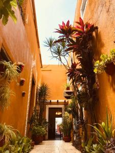 an alley with potted plants in a building at Casa Tia Micha in Valladolid