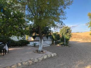 un árbol en medio de un patio en Casa de la vega, en Almodóvar del Río