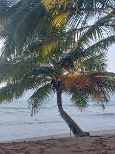 a palm tree on a beach with the ocean at Frangipani Beach Villa in Tangalle