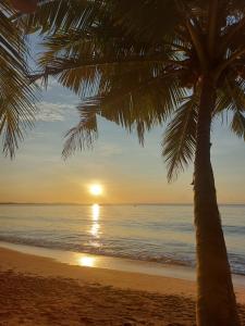 a palm tree on a beach with a sunset at Frangipani Beach Villa in Tangalle