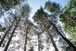 a group of tall trees looking up into the sky at BOX ART ALPINO in Navacerrada