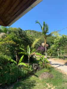 un jardin avec un palmier et un chemin de terre dans l'établissement Guesthousebr, à Bombinhas