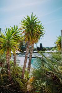 un grupo de palmeras junto a una piscina en Grand Hotel Du Golfe - Spa & Gastronomie, en Collioure