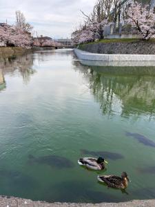 due anatre che nuotano in un corpo d'acqua di Rinn Niomon a Kyoto