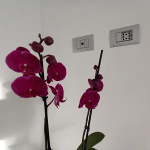 three purple flowers in a vase next to an outlet at Villino Liber in Milan