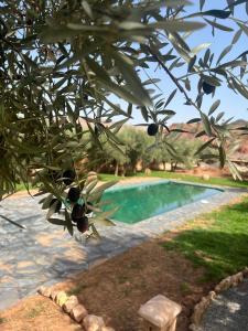 a close up of a tree branch with a swimming pool at Bin Jbal Resort in Ouirgane