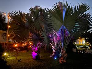 a palm tree lit up at night with lights at Paraiso Rainforest and Beach Hotel in Omoa