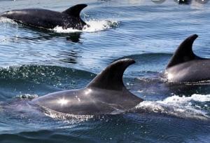 a group of dolphins swimming in the water at Casa Quelita in Punta de Choros +1 photo