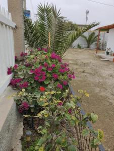un ramo de flores en un sembrador al lado de un edificio en Casa Quelita, en Punta de Choros