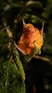 a leaf with drops of water on it at lesroses1680 in Blainville-sur-Mer