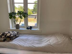 a bed in a room with a window and a plant at Hjortholms Bistro nr 1 in Vallebo