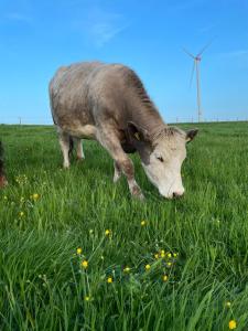 Tiere im Privatzimmer oder in der Nähe