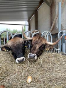 Tiere im Privatzimmer oder in der Nähe