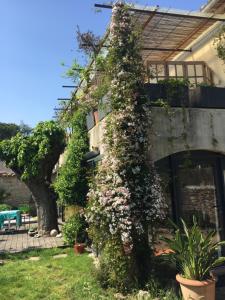 a plant with flowers growing on the side of a building at Charming stone villa with pool & garden in Montaren-et-Saint-Médiers