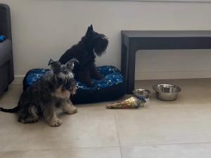 two dogs sitting on a dog bed in a room at Atalaya de Fornells in Fornells
