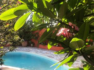 a swimming pool in a garden with plants at Caribbean Ashanti Lodge in Trois-Rivières +38 photos