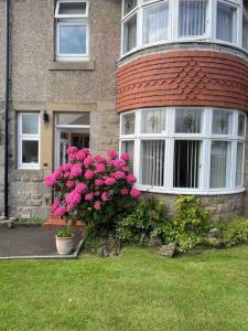 a house with a bush of pink flowers in the yard at Kelvinside, Seahouses, 2 minute walk into village in Seahouses
