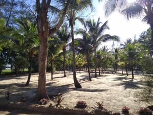 uma fileira de palmeiras num campo arenoso em Casa Azul, Long Beach Unamar Cabo Frio em Tamoios