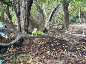 Un paisaje natural cerca del departamento