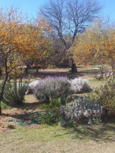 a garden with flowers and plants in the grass at Chañares in San Javier