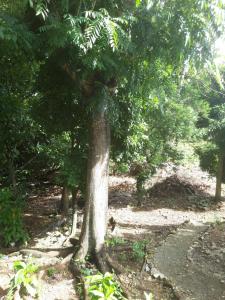 A garden outside Cocoa Cabana