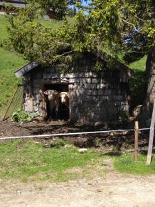 Zdjęcie z galerii obiektu Gasthof Schöntal w mieście Werfenweng