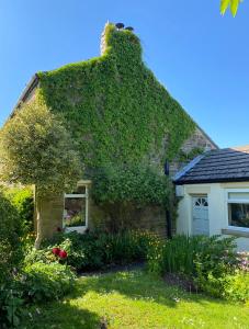 an ivy covered house with a window and a yard at Mayfield Cottage in Burtree Ford
