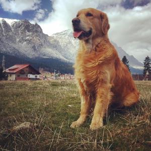 un perro marrón sentado en un campo con montañas en el fondo en Blue Sky en Buşteni