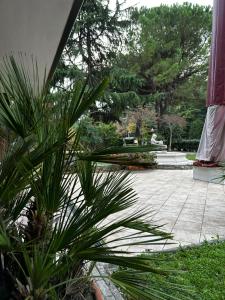 uma vista para um jardim com uma palmeira em Hotel Rey's em Montegrotto Terme