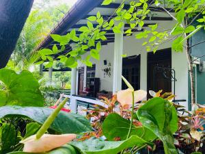Taman di luar The Jungle Path Lodge