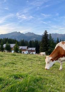 eine braune und weiße Kuh, die auf einem Feld weidet in der Unterkunft Almdorf Omlach, Fanningberg in Weisspriach