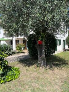 Un árbol con una caja roja encima. en La casa di Chicca en Noventa Padovana