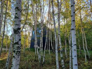 a house in the middle of a forest of aspen trees at Drewniany dom w brzozowisku in Pieszyce