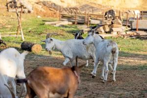 Állatok a vidéki vendégházban vagy a közelben
