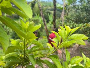 una persona caminando por un bosque con hojas verdes en Posada Lu.Lu, en Choachí