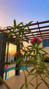 a plant with pink flowers in front of a pool at Lammah chalet in Muscat