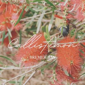 a bird is sitting on a flower branch at Callistemon in Bremer Bay