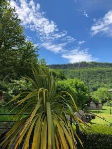 une palmeraie dans un jardin avec vue sur une colline dans l'établissement Villa avec piscine, terrasse, jardin et vue…, à Bort-les-Orgues
